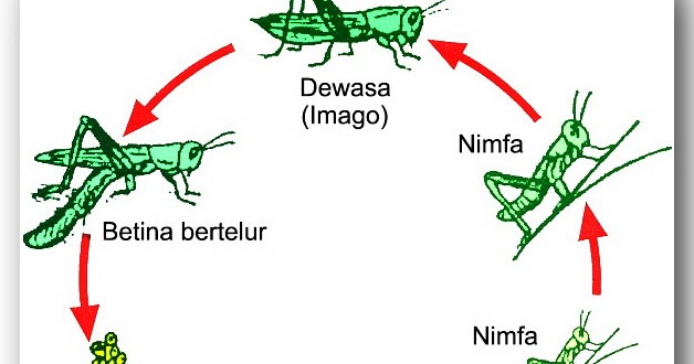 IPA SD Daur  Hidup  Hewan  Biologi HEPTA BIOLOGI