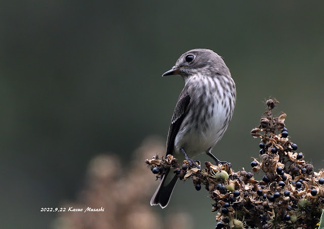 宮城の野鳥