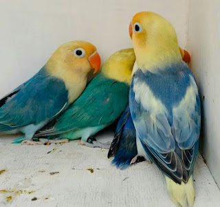 Lovebird Warna Terbaru Beserta Namanya, Jenis Lovebird Warna