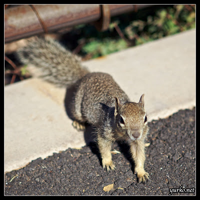 Grand Canyon: Animals