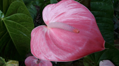 pink Anthurium