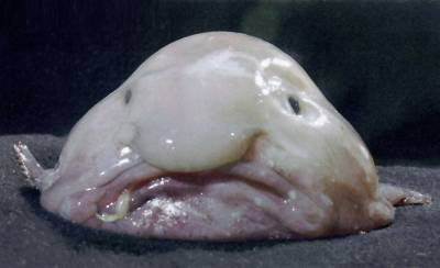 Pez Borrón Blobfish