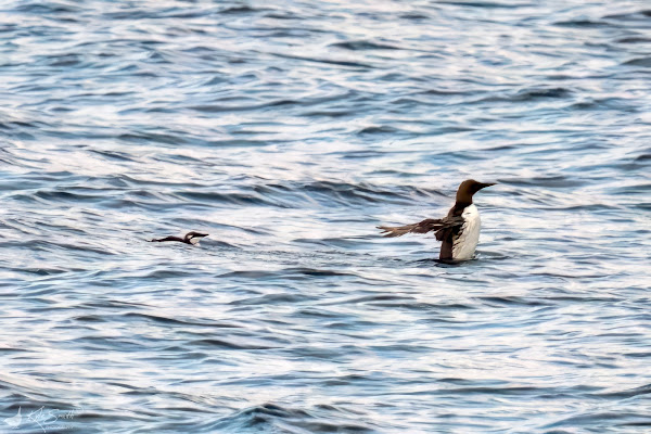 Guillemot