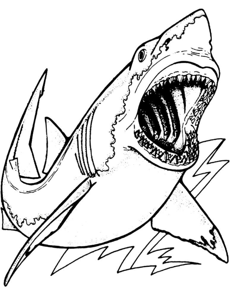 The shark has many incisors