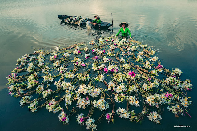 Harvesting water lily flower in Mekong Delta