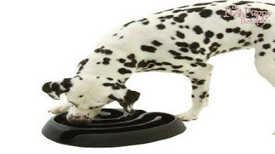 BUSTER DOGMAZE INTERACTIVE TOY/ DISH