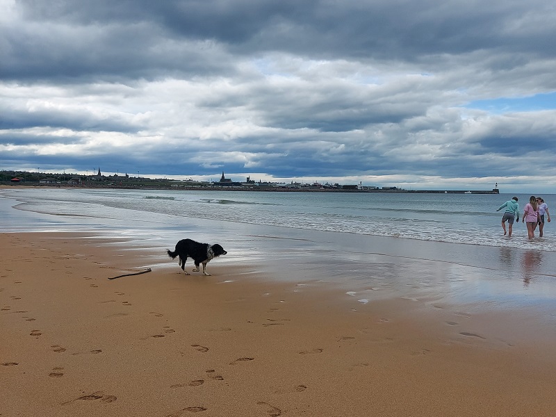 Collie dog running on Fraserburgh beach