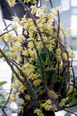 Dendrobium dixanthum care and culture