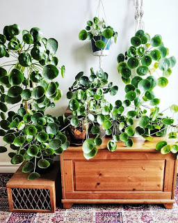 Pieniążek (Pilea peperomioides)- popularna roślina, którą pokocha cała Twoja rodzina