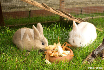 Rabbits Bremerhaven Germany.