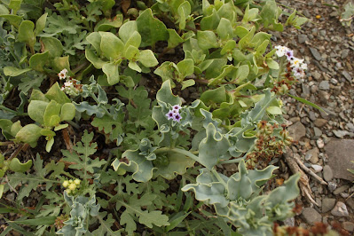 flora del monte argentino