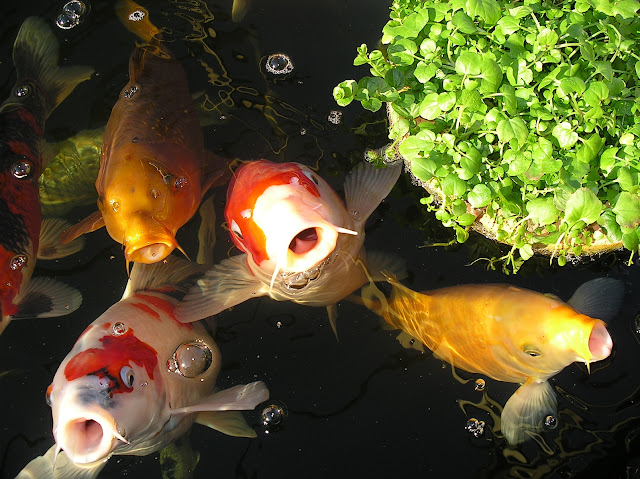 koi pond fish