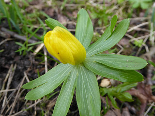 Winter Aconite (Eranthis hyemalis)