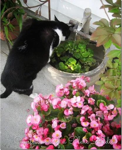 CONFESSIONS OF A PLATE ADDICT A Little Patio Fluffing