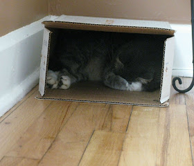 Funny cat pictures part 14, cat sleeps in box covering face with paws