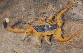 Death Stalker Scorpion