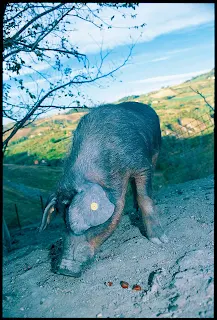  Sapori antichi e prodotti di qualità sulle tavole di Brisighella dal 22 al 29 otobre Brisighella (RA)