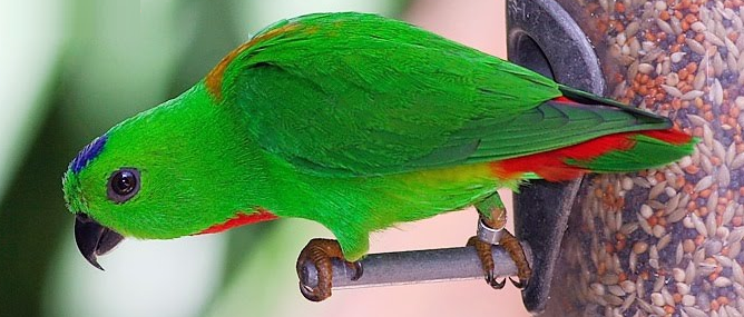  Burung  Serindit Yang lucu unik dan memikat Aneka  Burung  Nusantara