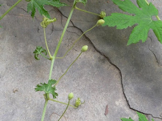 Bitter Gourd Flower Bud