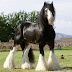 The Shire horse is a breed of draught horse