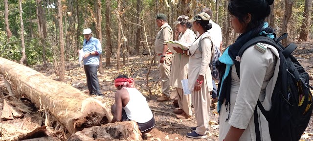 मुख्य वन संरक्षक ने किया नरवा विकास योजना, फूड ग्रेड महुआ संग्रहण कार्य सहित विभिन्न गतिविधियों का निरीक्षण