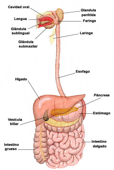 partes del sistema digestivo image