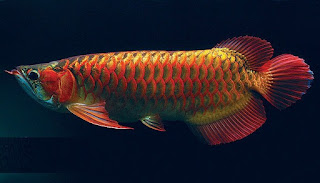 Dragon Fish Arowana Beauty