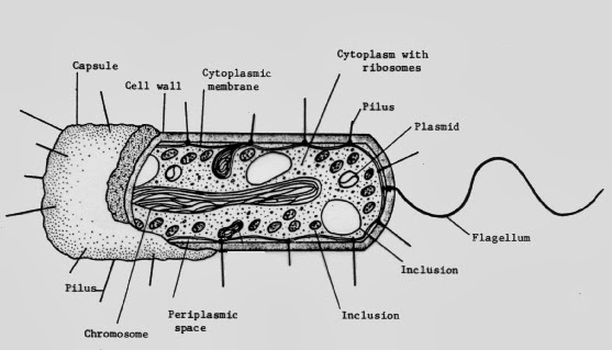 MICROBIOLOGY - MCB2010 - CLASS PROJECTS: PROJECT 5