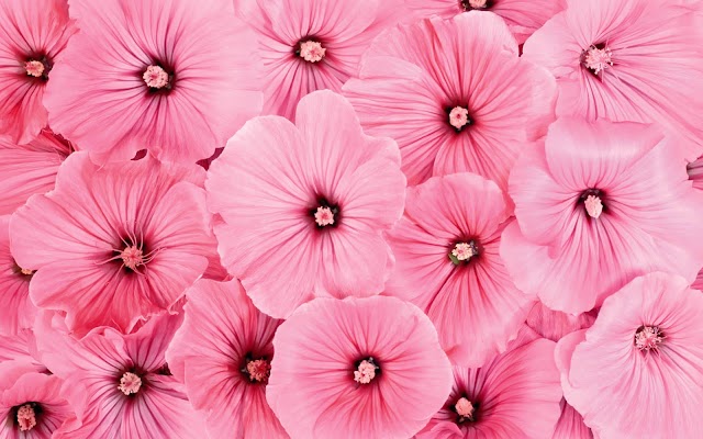 Gambar Wallpaper Bunga Pink