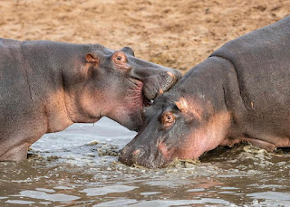 11 Major Characteristics of the African Hippopotamus, as well as Where to Find Hippos in Africa and Some Interesting Hippos Facts