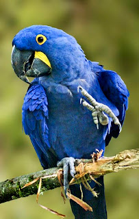 Hyacinth Macaw : Expensive Pet