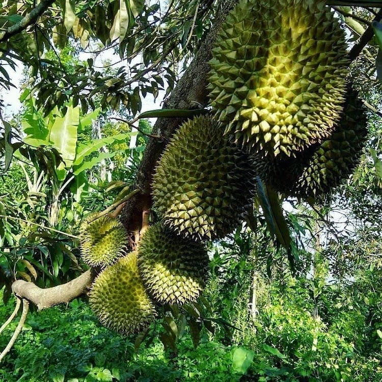 bibit duren durian palembang