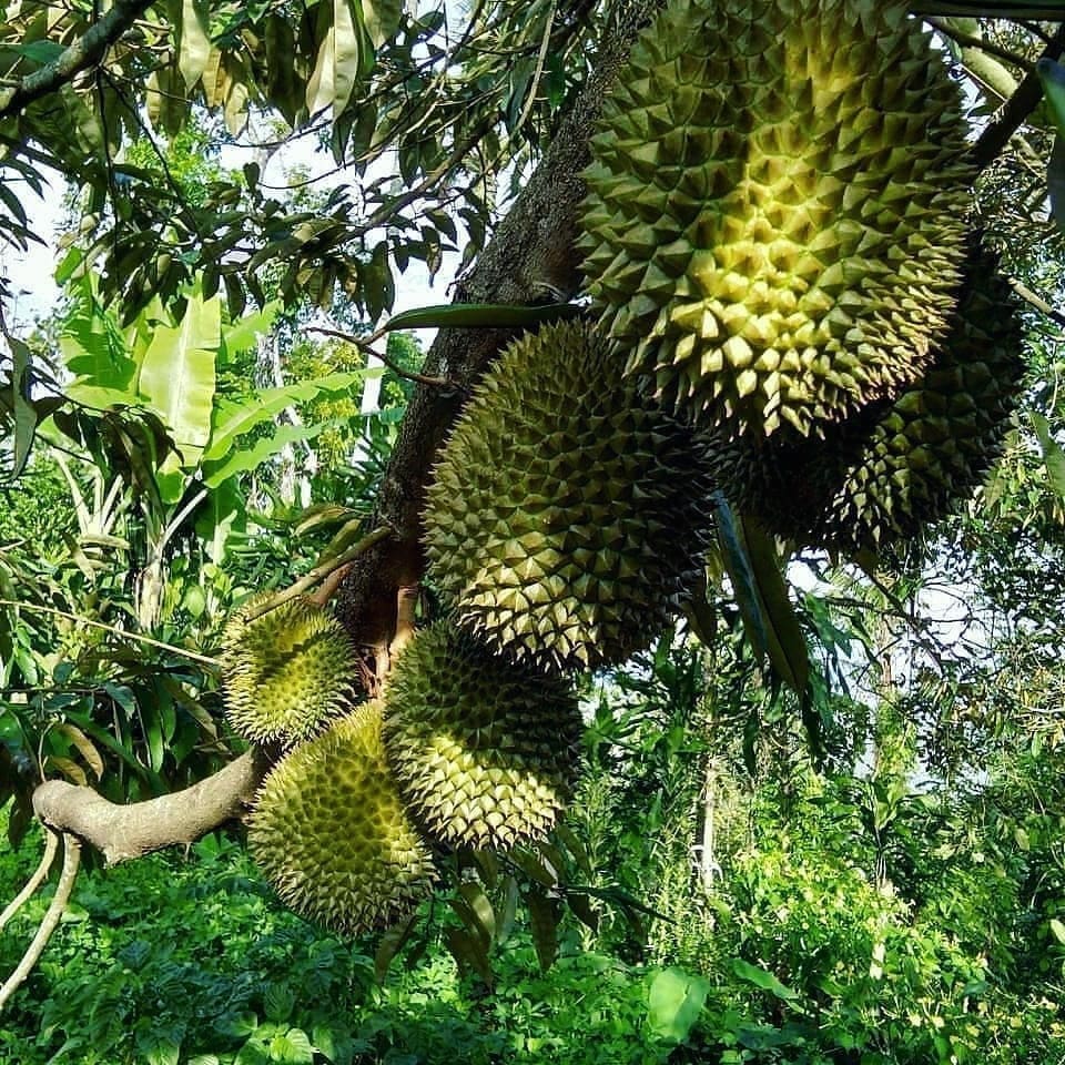 bibit duren durian medan