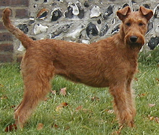 Irish Terriers 