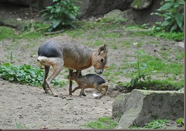 Amazing Animals Pictures Patagonian mara  (2)