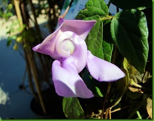 Trepadeira caracol azul
