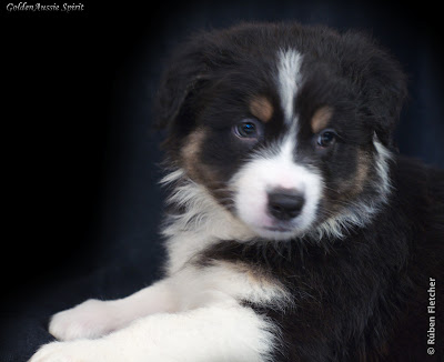  tri-black australian shepherd puppy