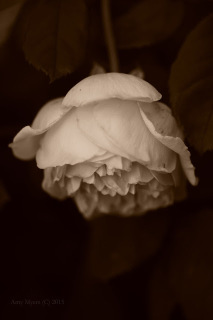 rose, amy myers photography