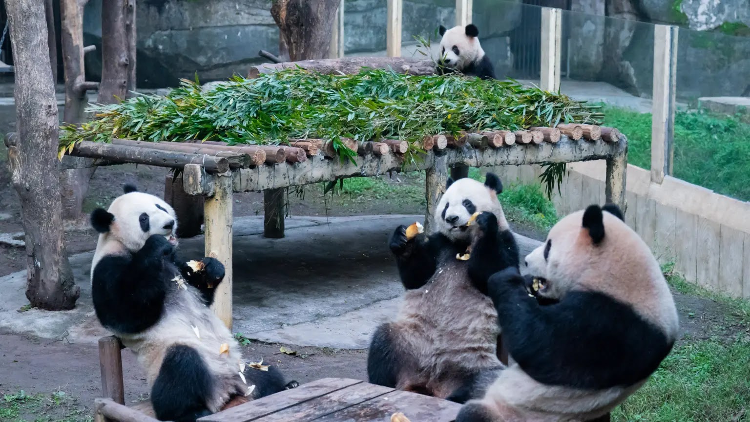 4 Pandas sit and eat like humans