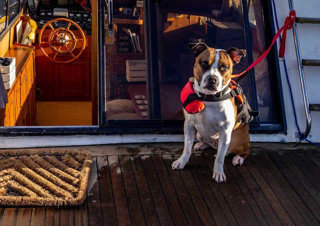 Photo of Ruby tied to the flybridge ladder