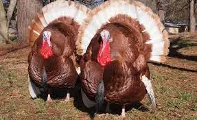 Red-Bourbons-Turkey. Turkey-farming-in-kenya. (1)