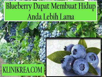 Blueberry Dapat Membuat Hidup Anda Lebih Lama