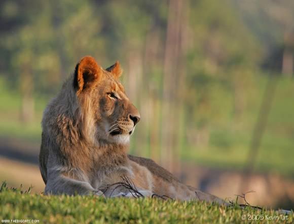 Lion|Dangerous, African Lion, Beautiful Lion, Forest, Park Family Felidae Lion, Big Cats, Big Teeth Lion