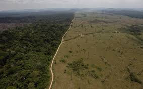 Brazil has seen a sharp spike in deforestation