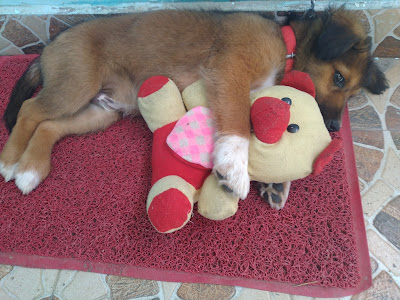 dog with a toy , dog playing with teddy bear