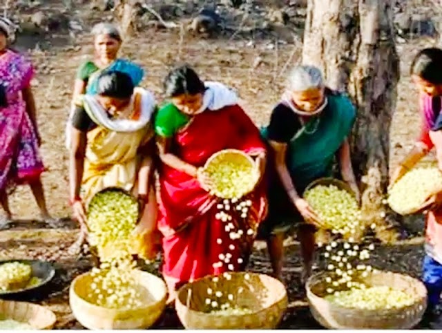 सीधी न्यूज़: अब इग्लैंड में बिखरेगी सीधी के महुए की खुश्बू,इंग्लैंड की कंपनी सीधी के प्रशाशन की बात