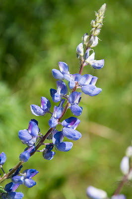 Lupine, Brush Creek Trail