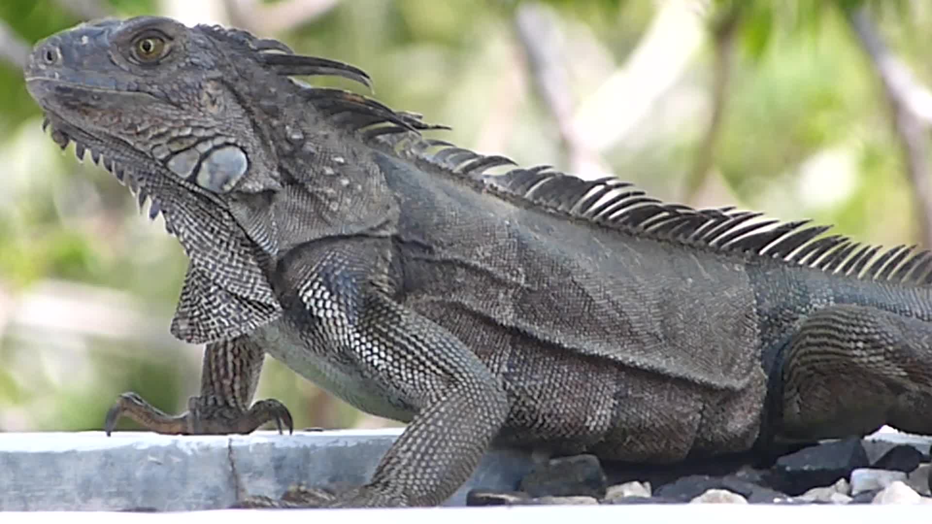 About the Black Iguana, the Fastest Reptile in the World