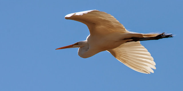 Great Egret, Colleyville Nature Center