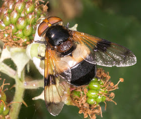 Volucella pellucens.  Hutchinson's Bank, 21 July 2015.